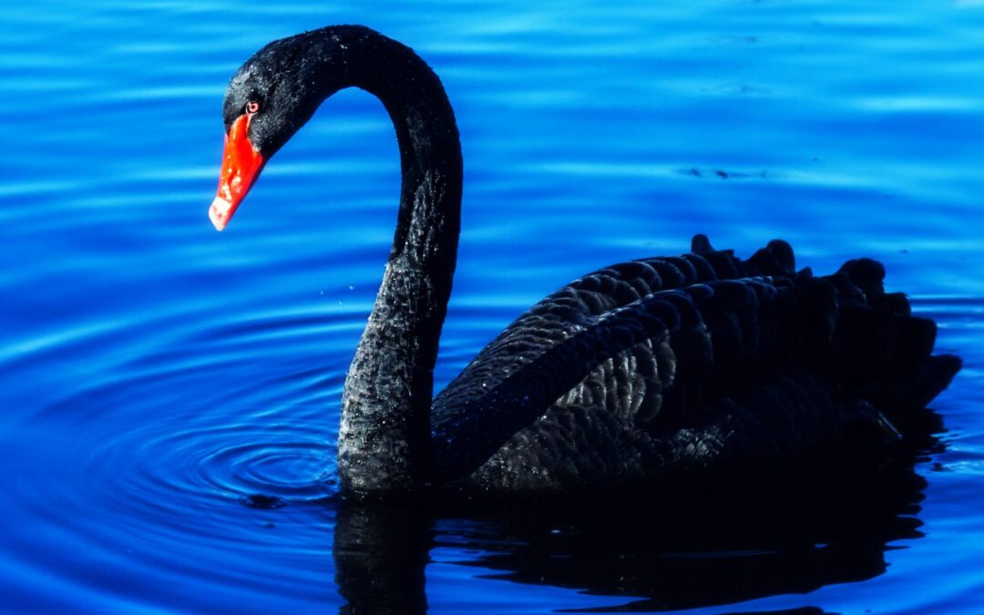 Black Swan?